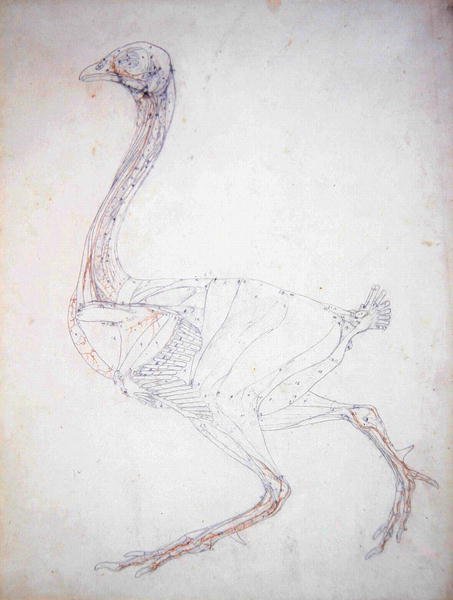 Study of a Fowl, Lateral View, Diagram for Key to Table XV, from A Comparative Anatomical Exposition of the Structure of the Human Body with that of a Tiger and a Common Fowl, 1795-1806