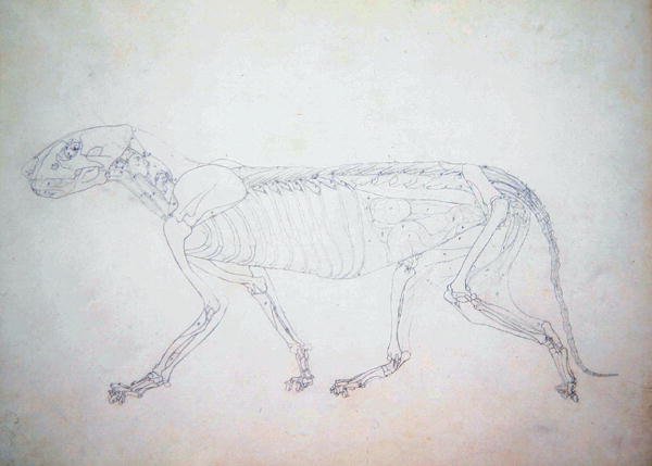 Study of a Tiger, Lateral View, Abdominal Viscera Exposed, from A Comparative Anatomical Exposition of the Structure of the Human Body with that of a Tiger and a Common Fowl, c.1795-1806