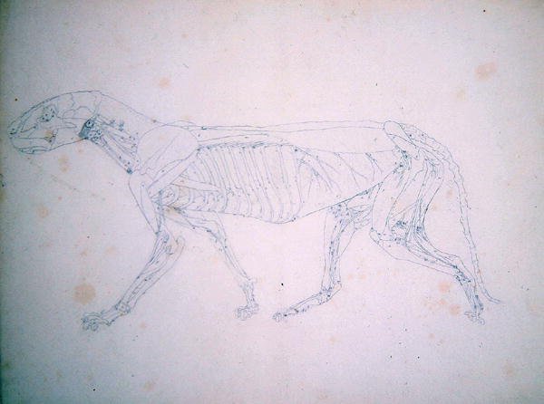 Study of a Tiger, Lateral View, from A Comparative Anatomical Exposition of the Structure of the Human Body with that of a Tiger and a Common Fowl, c.1795-1806