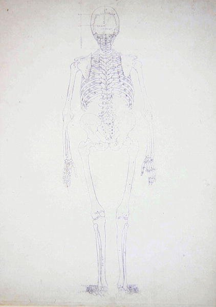 Study of the Human Figure, Posterior View, Diagram for Key to Table II, from A Comparative Anatomical Exposition of the Structure of the Human Body with that of a Tiger and a Common Fowl, c.1795-1806