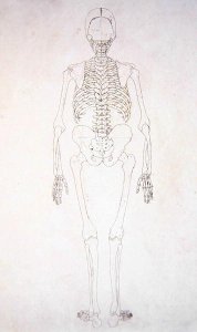 Study of the Human Figure, Posterior View, Diagram for Key to Table II, from A Comparative Anatomical Exposition of the Structure of the Human Body with that of a Tiger and a Common Fowl, c.1795-1806