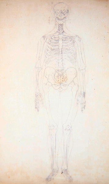 Study of the Human Figure, Anterior View, Diagram for Key to Table I, from 'A Comparative Anatomical Exposition of the Structure of the Human Body with that of a Tiger and a Common Fowl', c.1795-1806