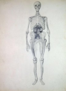 Study of the Human Figure, Lateral View, from A Comparative Anatomical Exposition of the Structure of the Human Body with that of a Tiger and a Common Fowl, c.1795-1806