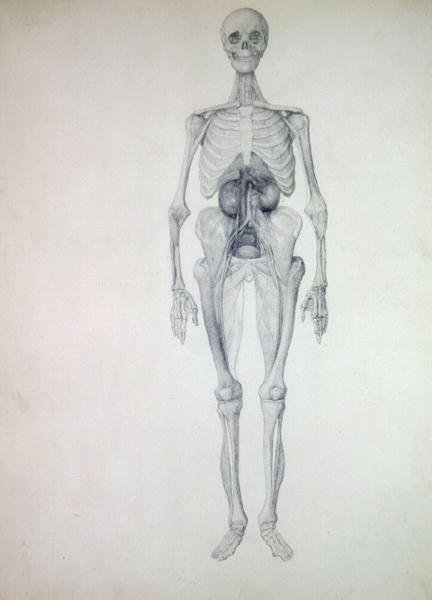 Study of the Human Figure, Anterior View, Final Stage of Dissection, from A Comparative Anatomical Exposition of the Structure of the Human Body with that of a Tiger and a Common Fowl, c.1795-1806