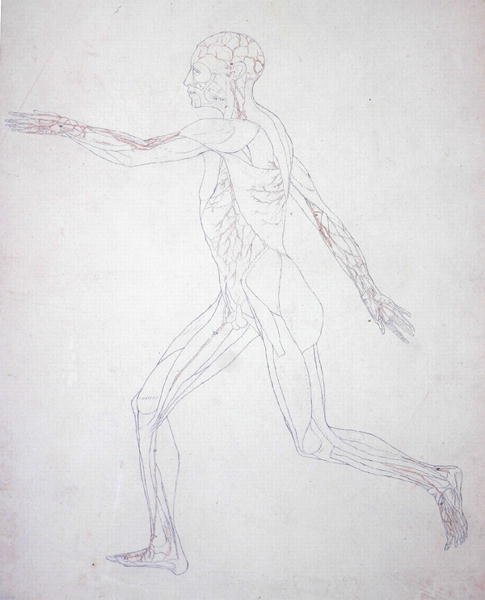 Study of the Human Figure, Lateral View, from A Comparative Anatomical Exposition of the Structure of the Human Body with that of a Tiger and a Common Fowl, c.1795-1806 2