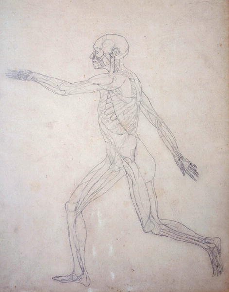 Study of the Human Figure, Lateral View, from A Comparative Anatomical Exposition of the Structure of the Human Body with that of a Tiger and a Common Fowl, c.1795-1806 3