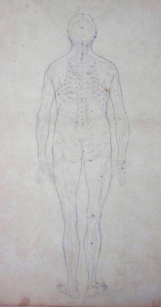 Study of the Human Figure, Posterior View, from A Comparative Anatomical Exposition of the Structure of the Human Body with that of a Tiger and a Common Fowl, c.1795-1806 3