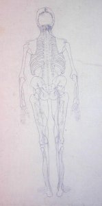 Study of the Human Figure, Posterior View, from A Comparative Anatomical Exposition of the Structure of the Human Body with that of a Tiger and a Common Fowl, c.1795-1806 4