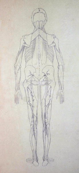 Study of the Human Figure, Posterior View, from A Comparative Anatomical Exposition of the Structure of the Human Body with that of a Tiger and a Common Fowl, c.1795-1806 5