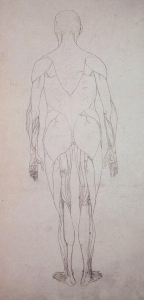 Study of the Human Figure, Posterior View, from A Comparative Anatomical Exposition of the Structure of the Human Body with that of a Tiger and a Common Fowl, c.1795-1806 6