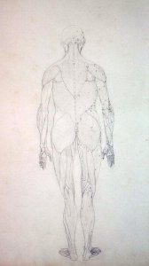 Study of the Human Figure, Posterior View, from A Comparative Anatomical Exposition of the Structure of the Human Body with that of a Tiger and a Common Fowl, c.1795-1806 7