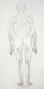 Study of the Human Figure, Posterior View, from A Comparative Anatomical Exposition of the Structure of the Human Body with that of a Tiger and a Common Fowl, c.1795-1806 8