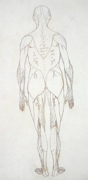 Study of the Human Figure, Posterior View, from A Comparative Anatomical Exposition of the Structure of the Human Body with that of a Tiger and a Common Fowl, c.1795-1806 8