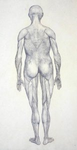 Study of the Human Figure, Posterior View, from A Comparative Anatomical Exposition of the Structure of the Human Body with that of a Tiger and a Common Fowl, c.1795-1806 9