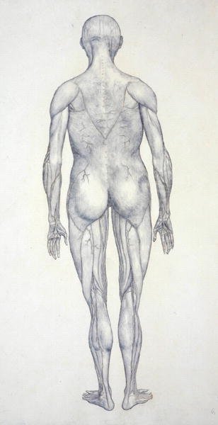 Study of the Human Figure, Posterior View, from A Comparative Anatomical Exposition of the Structure of the Human Body with that of a Tiger and a Common Fowl, c.1795-1806 9