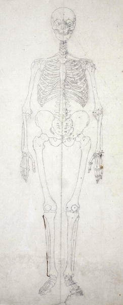 Study of the Human Figure, Anterior View, from A Comparative Anatomical Exposition of the Structure of the Human Body with that of a Tiger and a Common Fowl, c.1795-1806