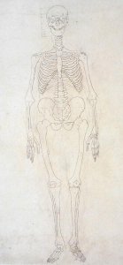 Study of the Human Figure, Anterior View, from A Comparative Anatomical Exposition of the Structure of the Human Body with that of a Tiger and a Common Fowl, c.1795-1806 3