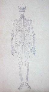 Study of the Human Figure, Anterior View, from A Comparative Anatomical Exposition of the Structure of the Human Body with that of a Tiger and a Common Fowl, c.1795-1806 5