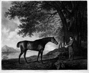 Sharke, engraved by George Townley Stubbs 1756-1815 pub. 1794