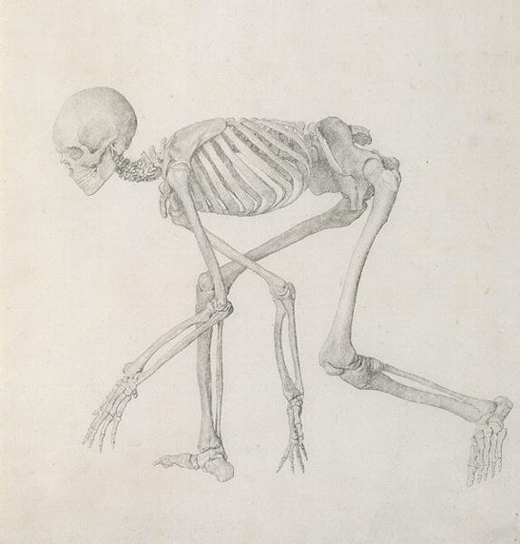 Human Skeleton Lateral view in Crouching Posture, from the series A Comparative Anatomical Exposition of the Structure of the Human Body with that of a Tiger and a Common Fowl