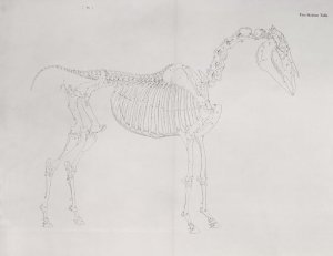 First Skeleton Table, from The Anatomy of the Horse