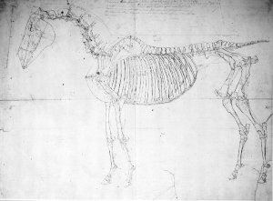 Anatomical study of a horse