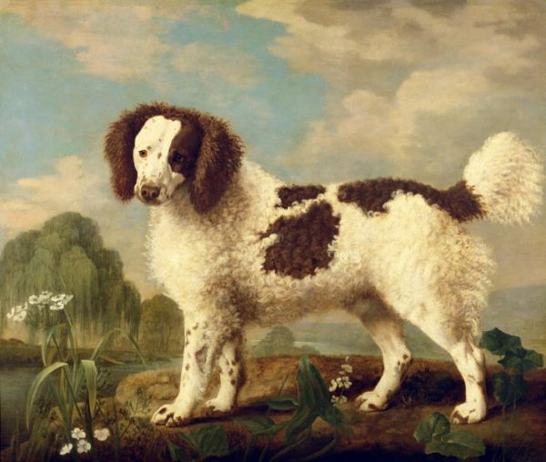 Brown and White Norfolk or Water Spaniel, 1778