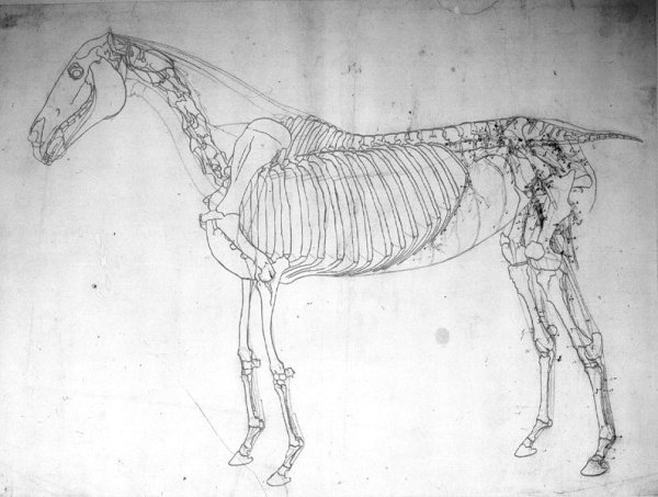 Anatomical study of a horse 2