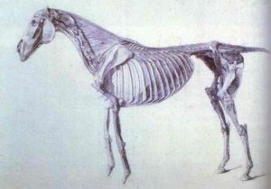 Finished Study for the Fifth Anatomical Table of a Horse