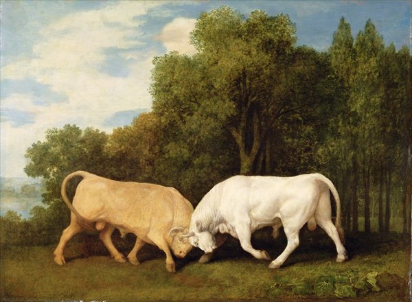 Bulls Fighting, 1786