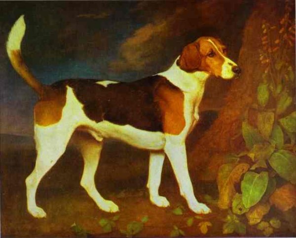 Ringwood, a Brocklesby Foxhound, 1792