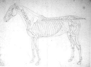 Anatomical study of a horse 3