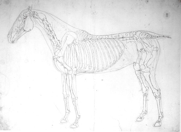 Anatomical study of a horse 3