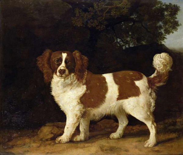 A Liver and White Spaniel, 1777