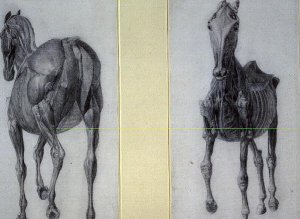 The Study of Muscles Frontal and Rear Views, from the 13th Anatomical Table, from the Anatomy of the Horse, 1766