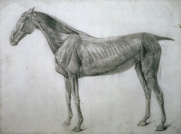 The Study of Muscles Ecorche Drawing Seen from the Flank, from the 13th Anatomical Table, from the Anatomy of the Horse, 1766