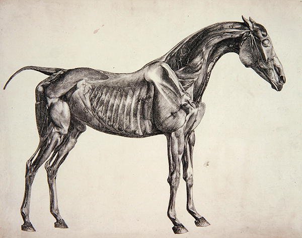 Plate from The Anatomy of the Horse, c.1766 3