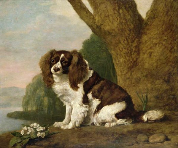 Fanny, a brown and white spaniel, 1778