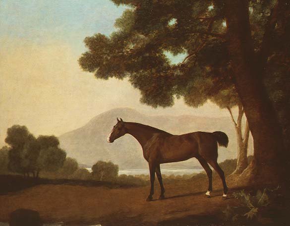 Johnny, a bay stallion in a wooded landscape