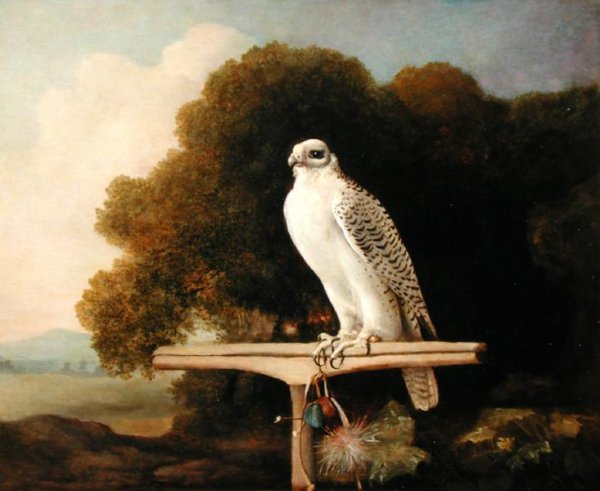 Greenland Falcon Grey Falcon, 1780