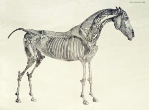 Dorsal view of the muscle structure of a progressively dissected horse, study No.7 from The Anatomy of the Horse, 1766