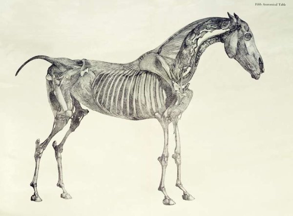 Fifth Anatomical Table, from The Anatomy of the Horse 2