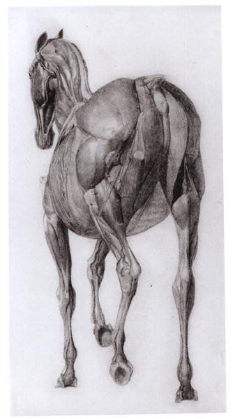 Dorsal view of the muscle structure of a progressively dissected horse, study No.7 from The Anatomy of the Horse, 1766