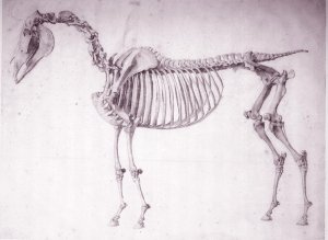 Dorsal view of the muscle structure of a progressively dissected horse, study No.7 from The Anatomy of the Horse, 1766