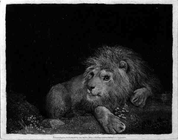 A Lion A Recumbent Lion engraved by the artist, pub. 1788