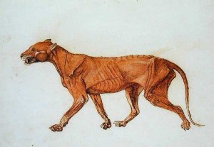 Tiger, Lateral View, Skin Removed, from A Comparative Anatomical Exposition of the Structure of the Human Body with that of a Tiger and a Common Fowl