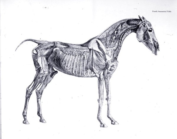 Fourth Anatomical Table, from The Anatomy of the Horse 2