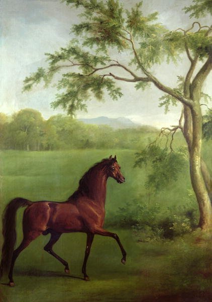 An Arabian Stallion beneath a Tree, c.1761-63