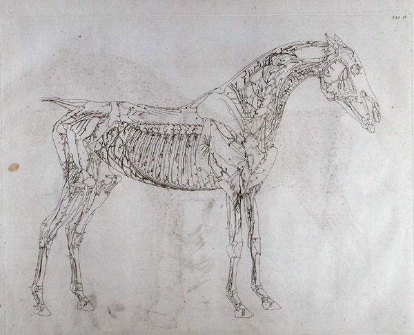 Illustration from The Anatomy of the Horse, including a particular description of the bones, cartilages, muscles...in eighteen tables, printed by J. Purser, 1766