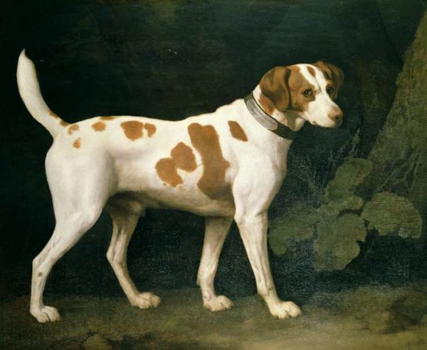 Portrait of a Hound belonging to William Pitt, 1st Earl of Chatham, 1788